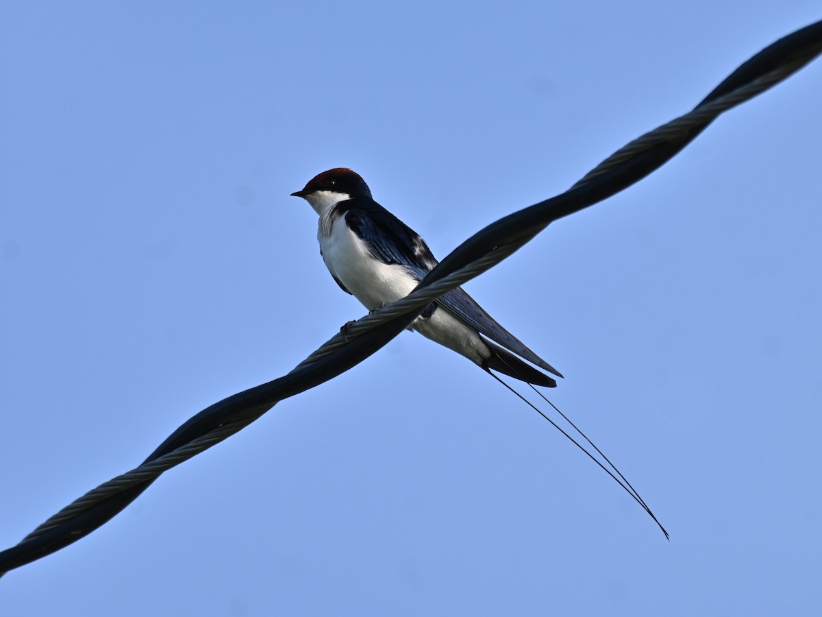 Hirondelle à longs brins - ML644783322