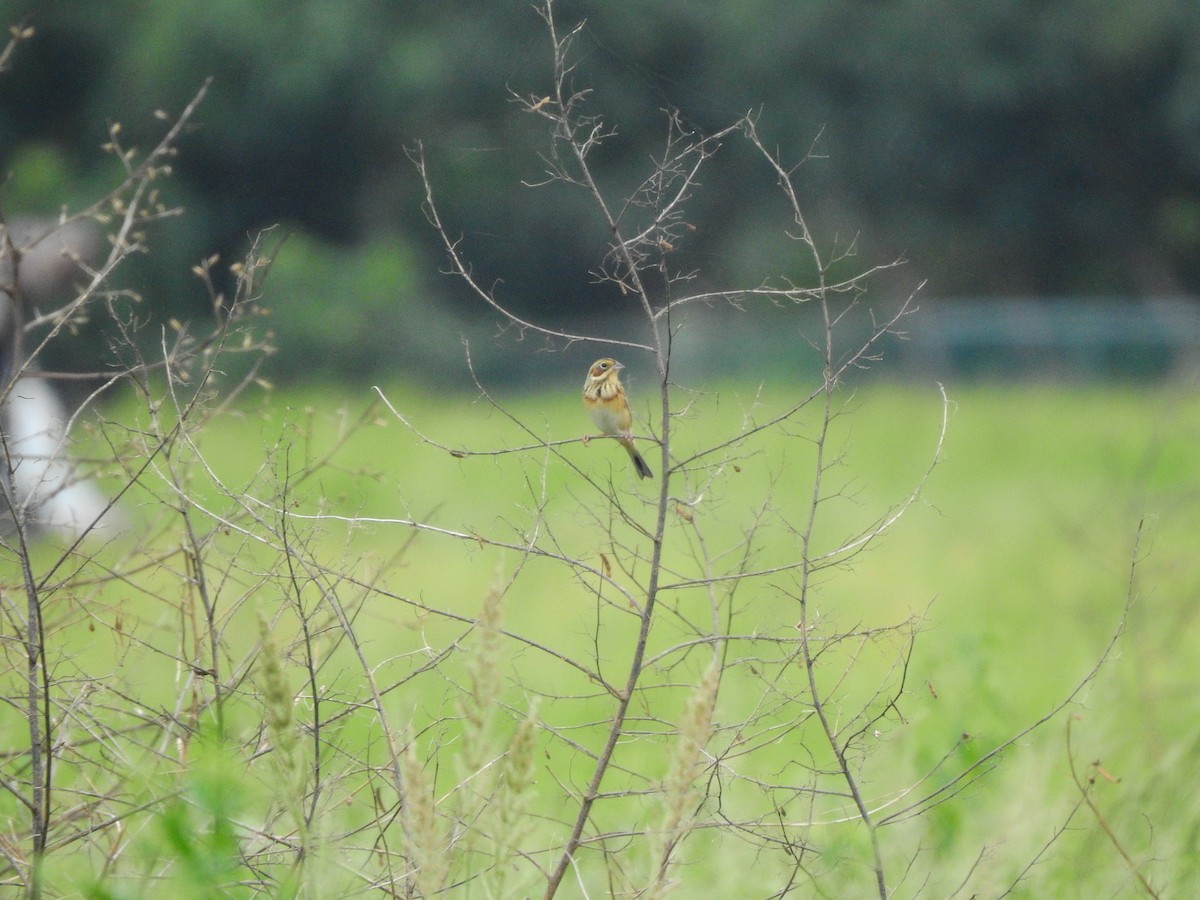 Bruant à oreillons - ML644783323