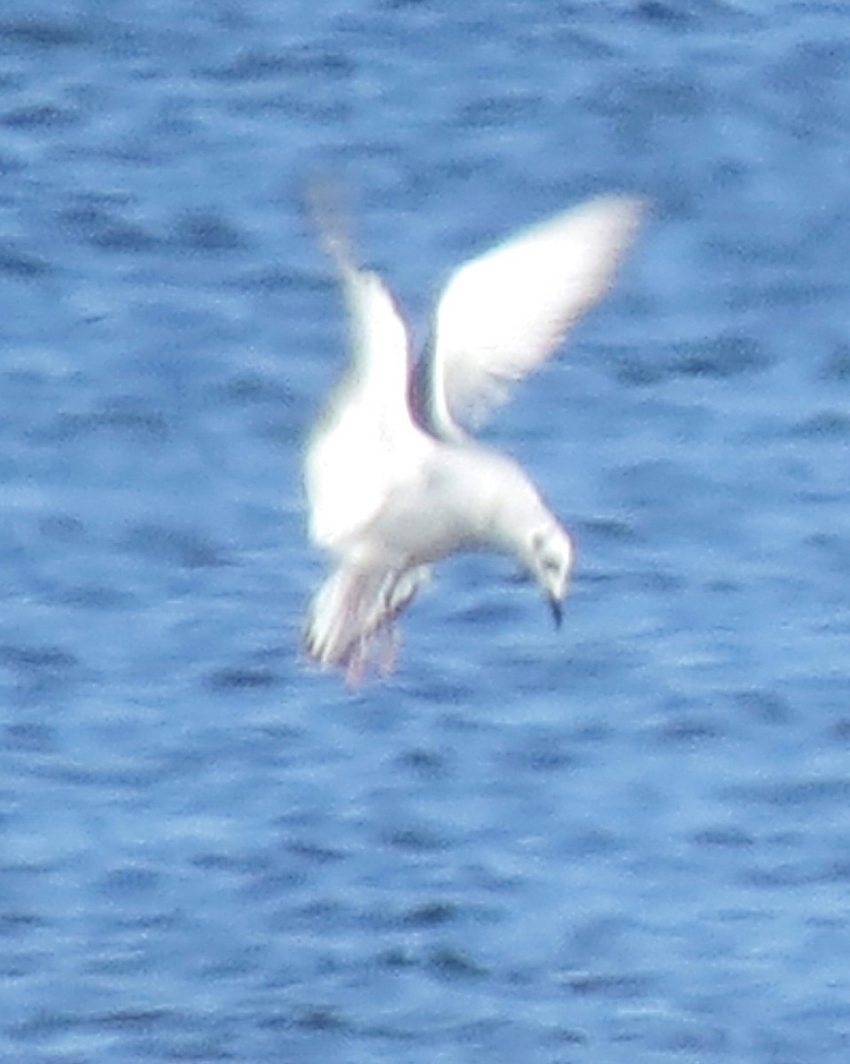 Mouette de Bonaparte - ML644783324