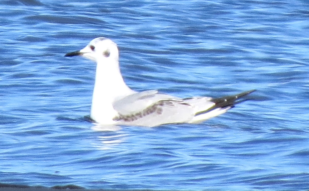 Mouette de Bonaparte - ML644783326