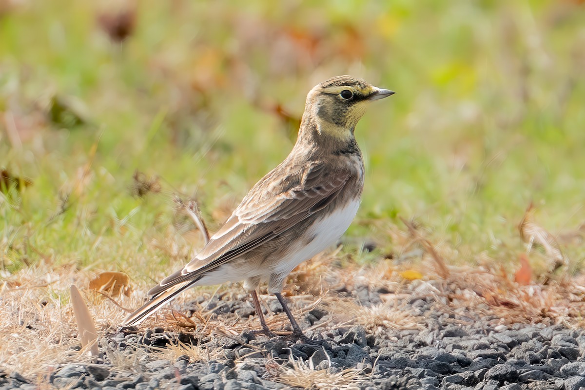 Horned Lark - ML644783328