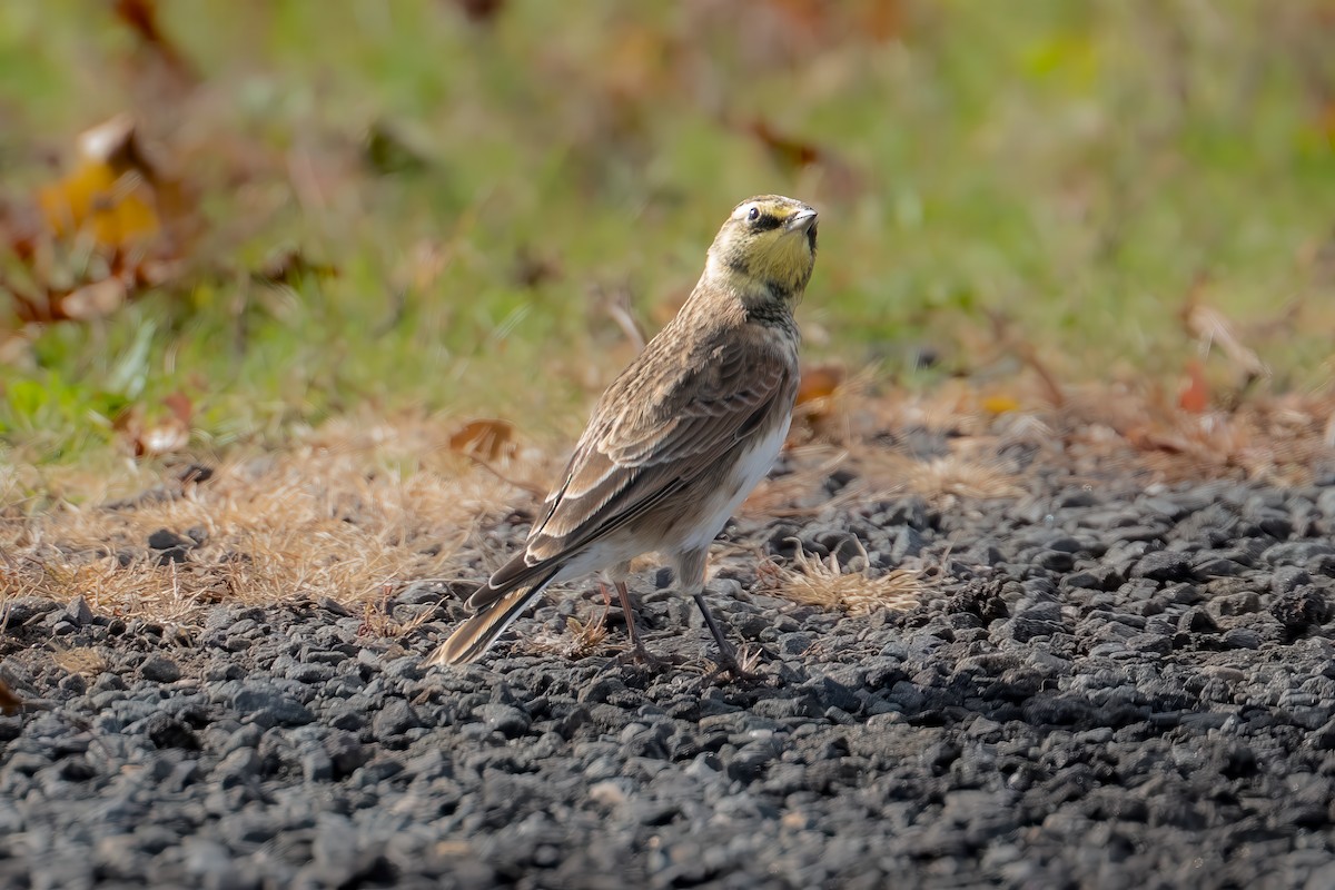Horned Lark - ML644783329