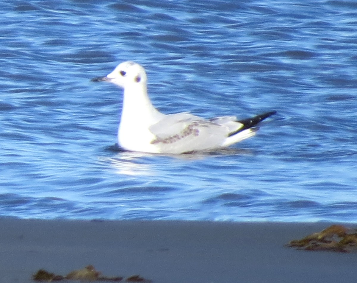 Mouette de Bonaparte - ML644783331