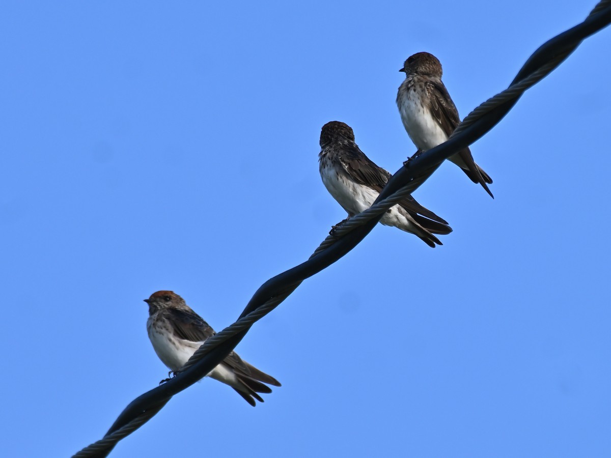 Streak-throated Swallow - ML644783333
