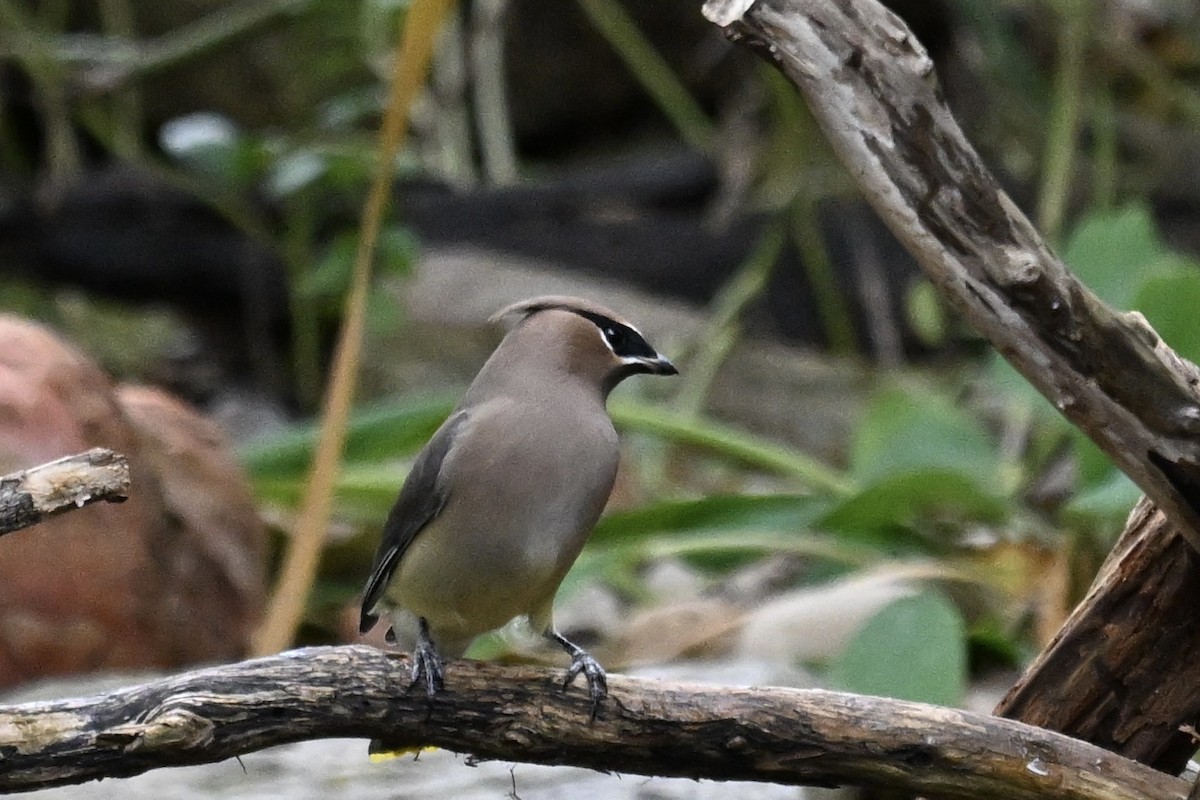 Cedar Waxwing - ML644783344