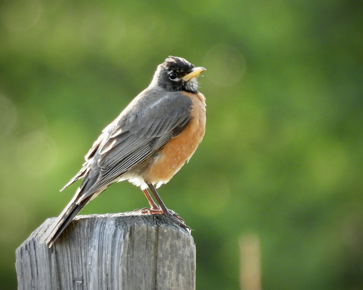 American Robin - ML644783345
