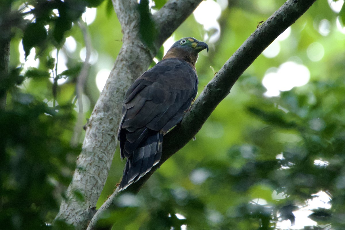 Hook-billed Kite - ML644783346