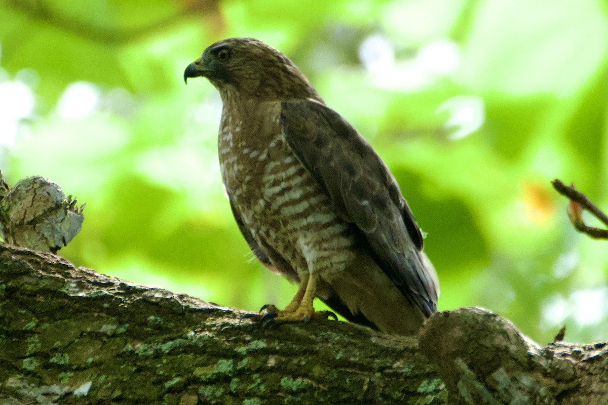 Ширококрылый канюк - ML644783361