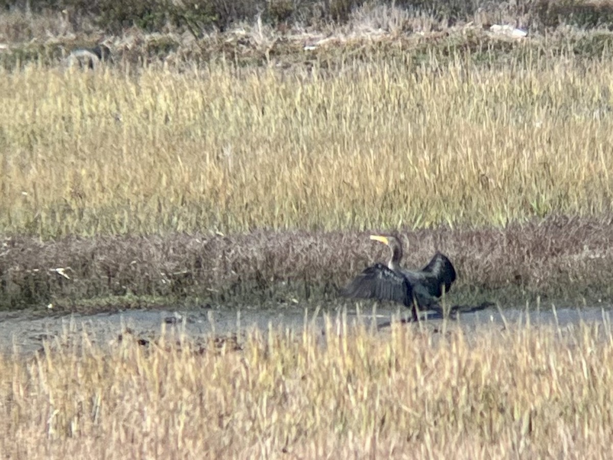 Double-crested Cormorant - ML644783365