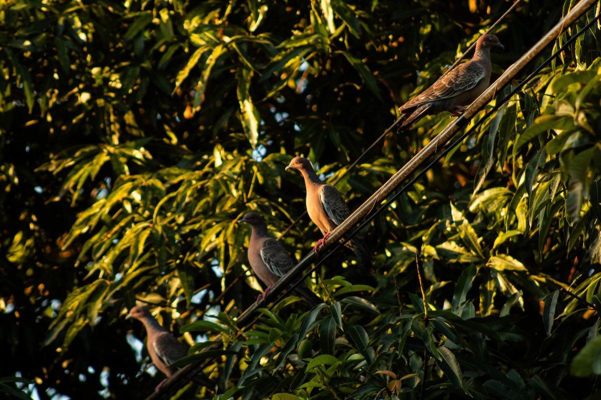 Paloma Picazuró - ML644783380