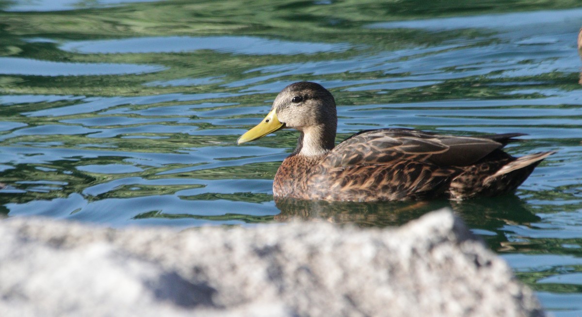 Mexican Duck - ML644783381