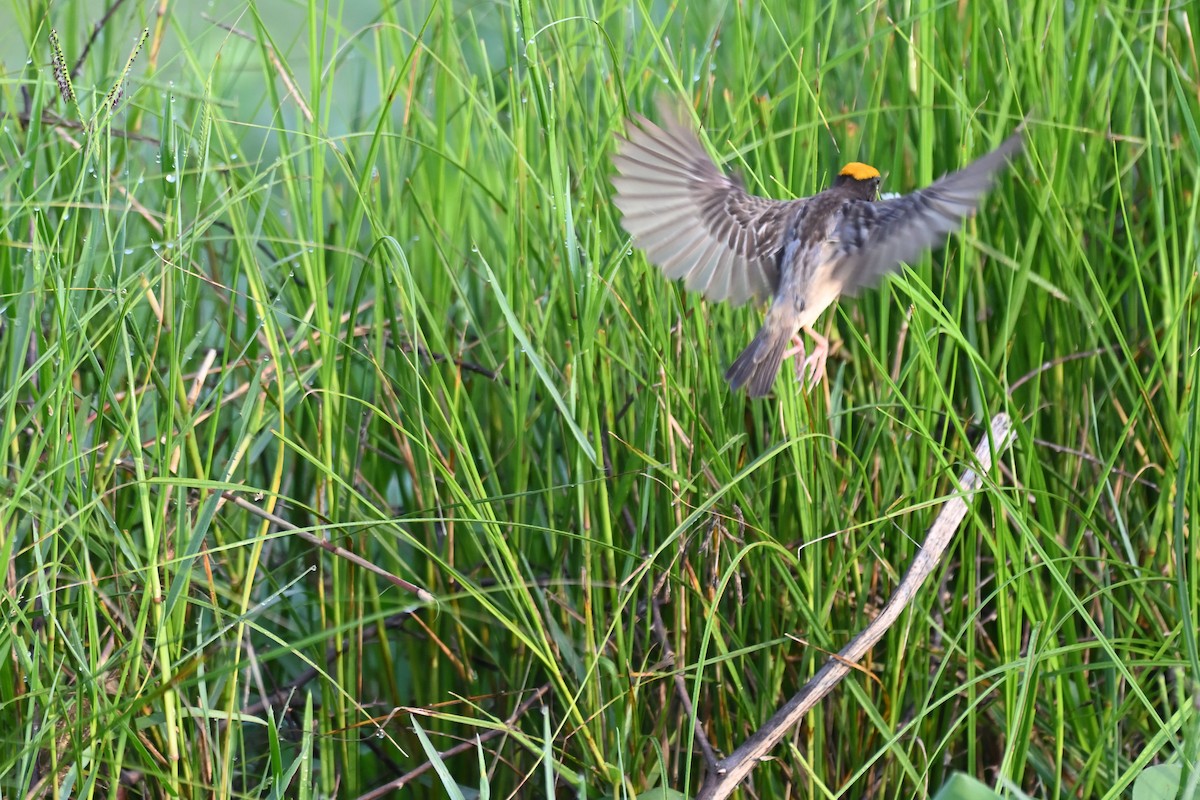 Black-breasted Weaver - ML644783390