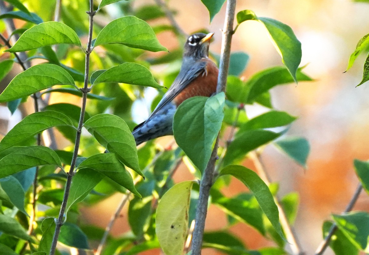 American Robin - ML644783395