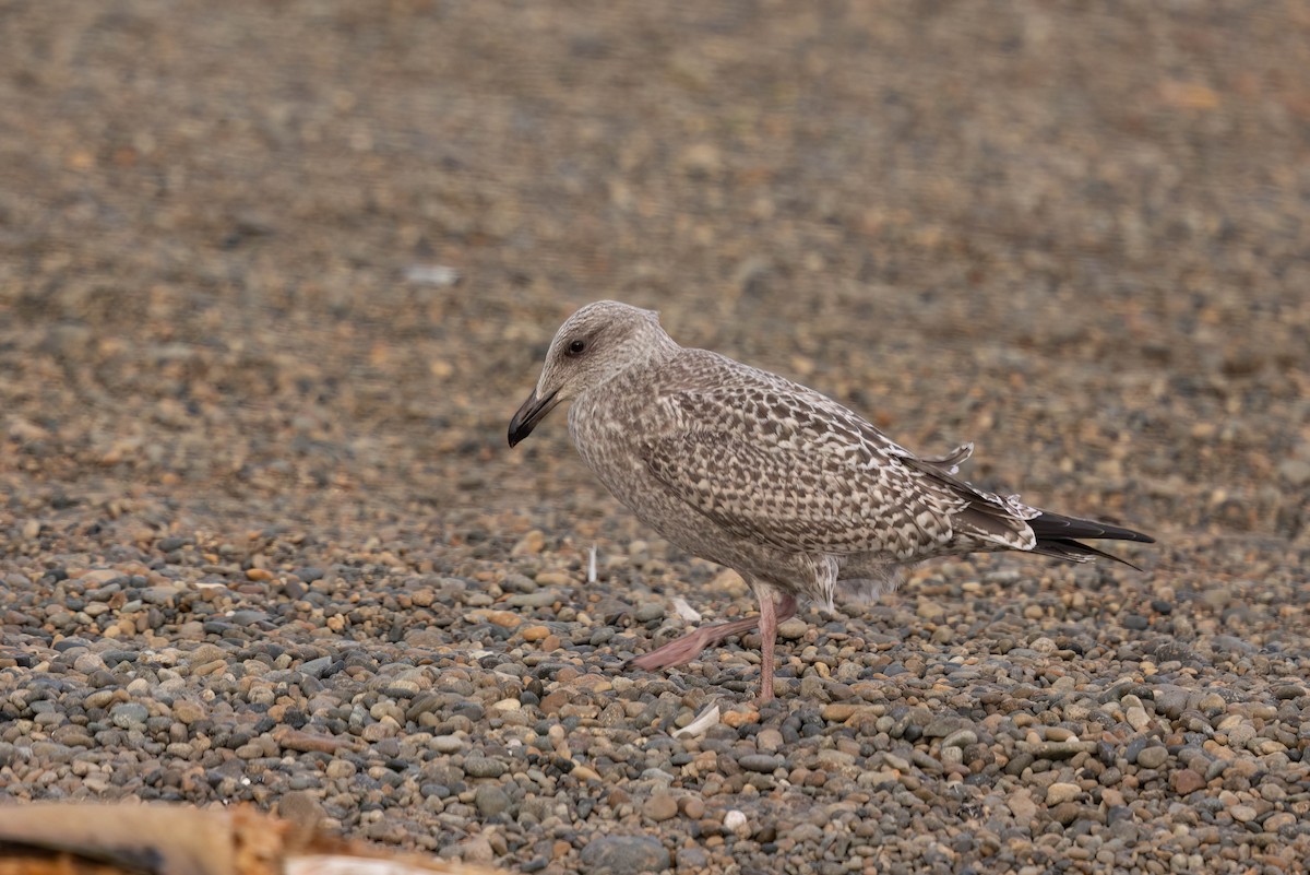 Vega Gull - ML644783396