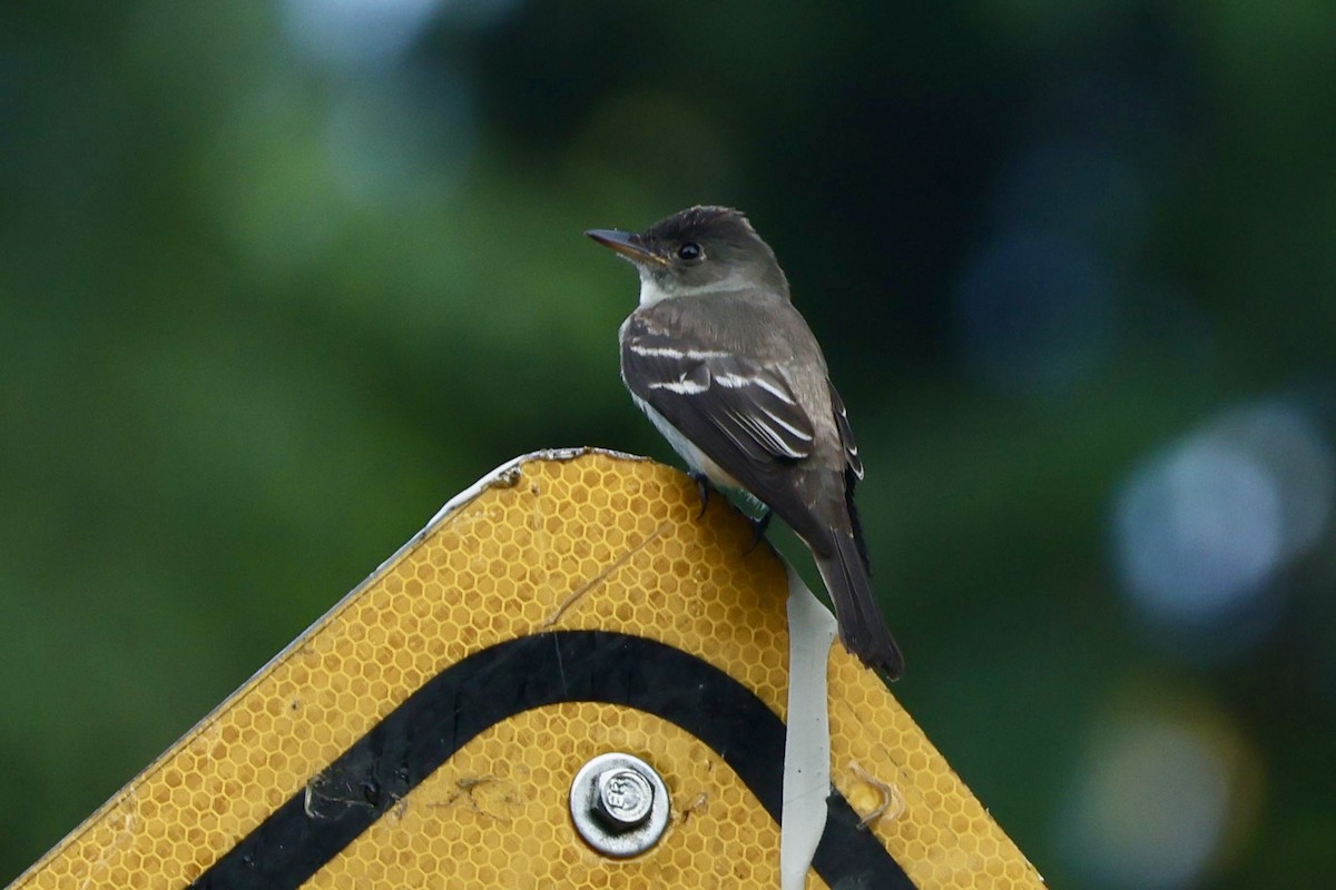 Eastern Wood-Pewee - ML644783406