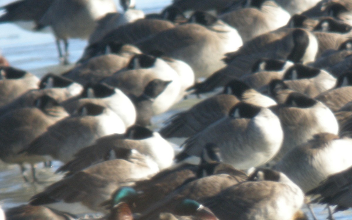 コクガン - ML644783425