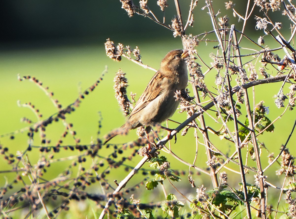 House Sparrow - ML644783426