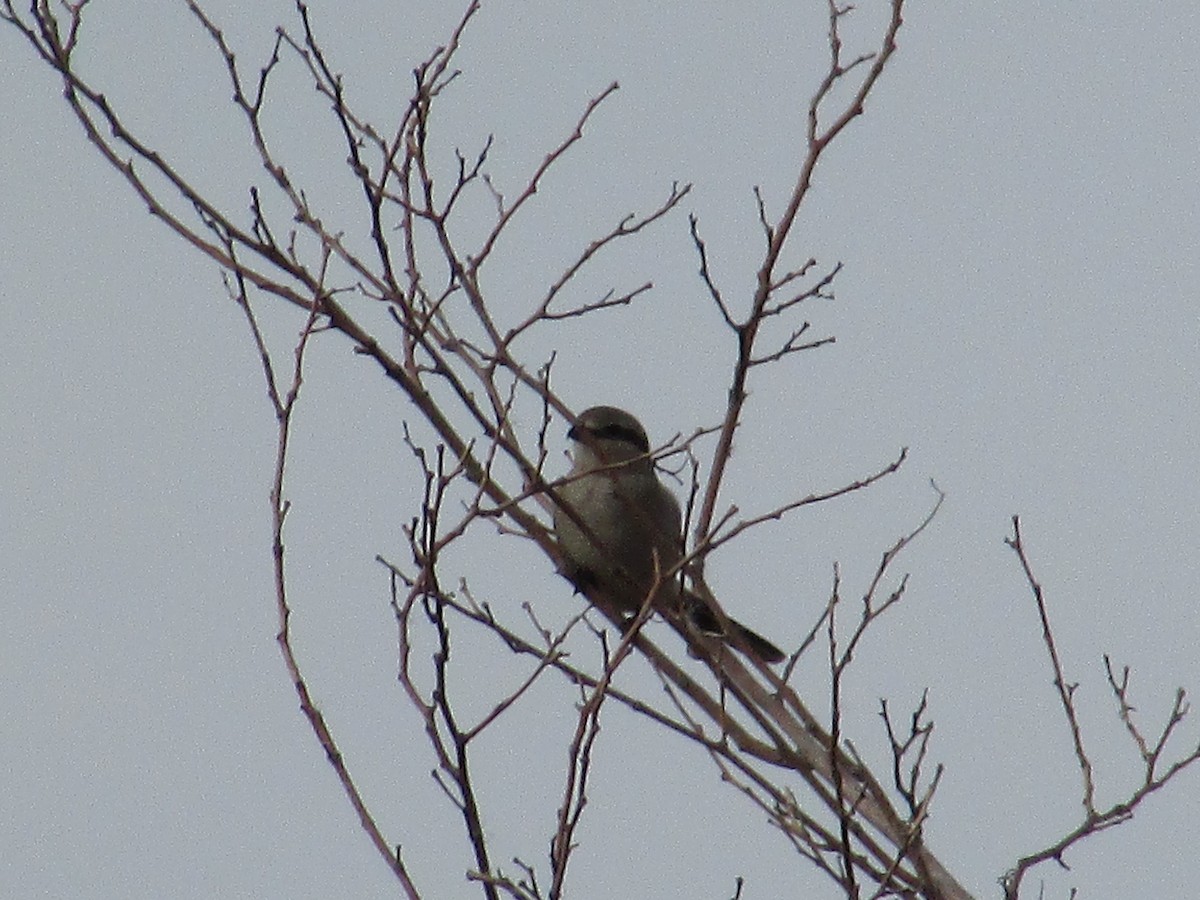 オオモズ - ML644783435