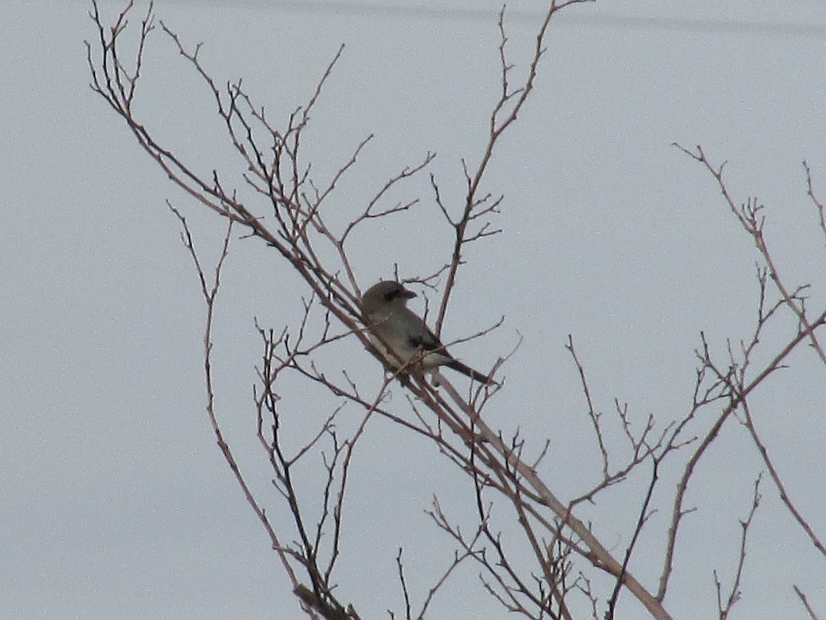 オオモズ - ML644783436