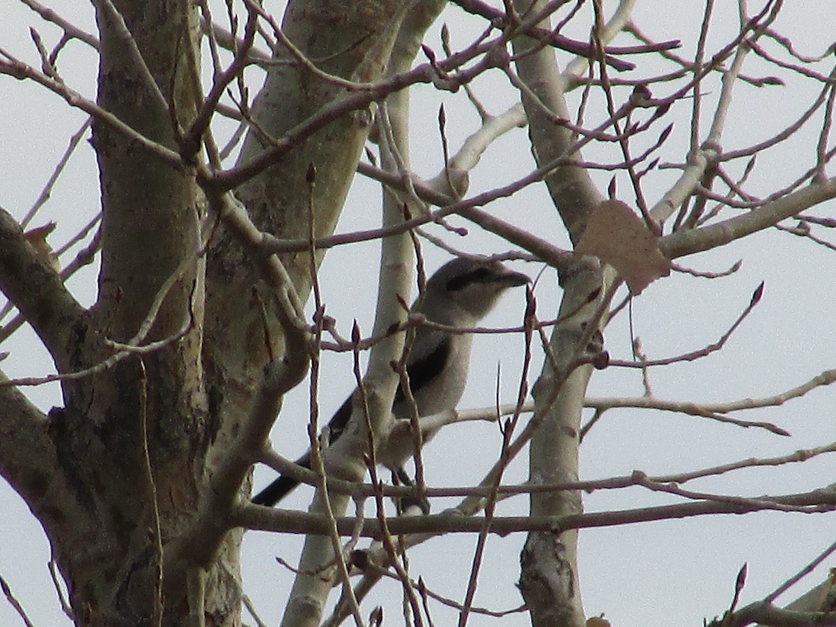 オオモズ - ML644783437