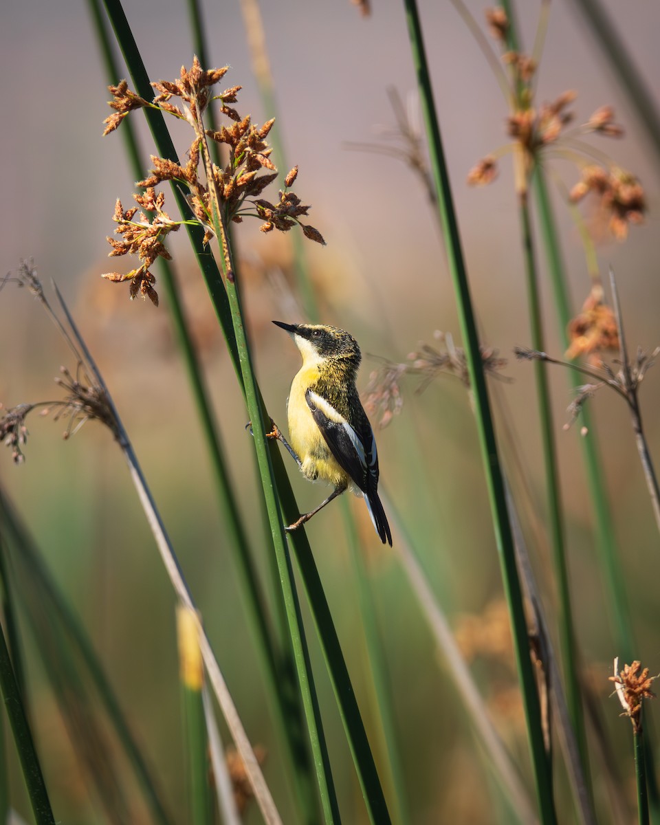 Many-colored Rush Tyrant - ML644783440