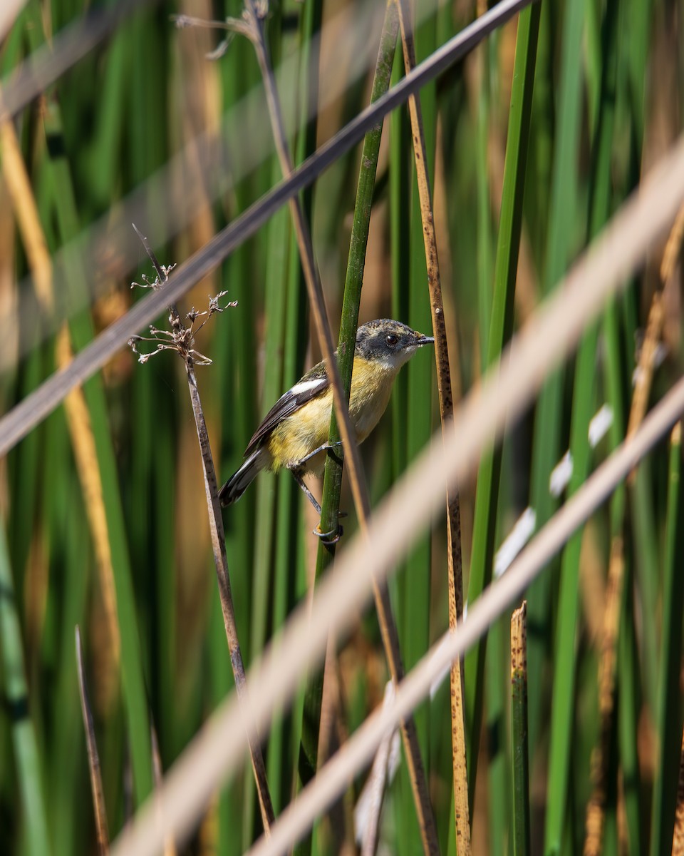 Many-colored Rush Tyrant - ML644783441