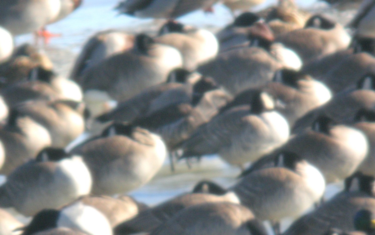 コクガン - ML644783442