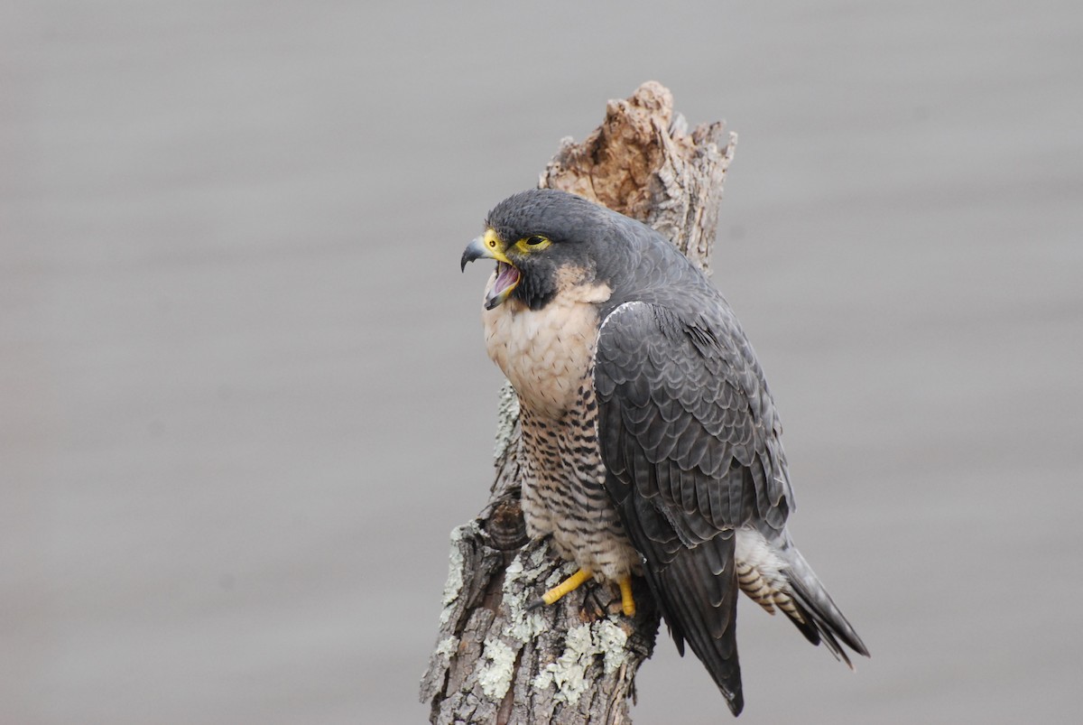 sokol stěhovavý - ML644783443