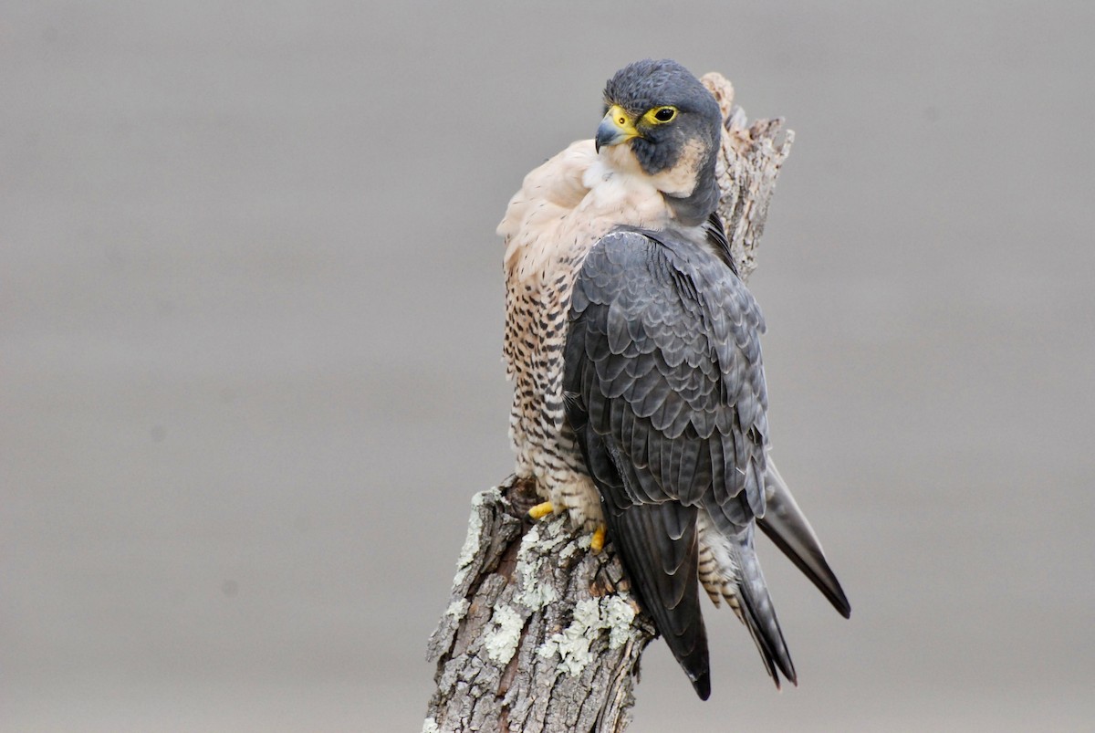 sokol stěhovavý - ML644783444