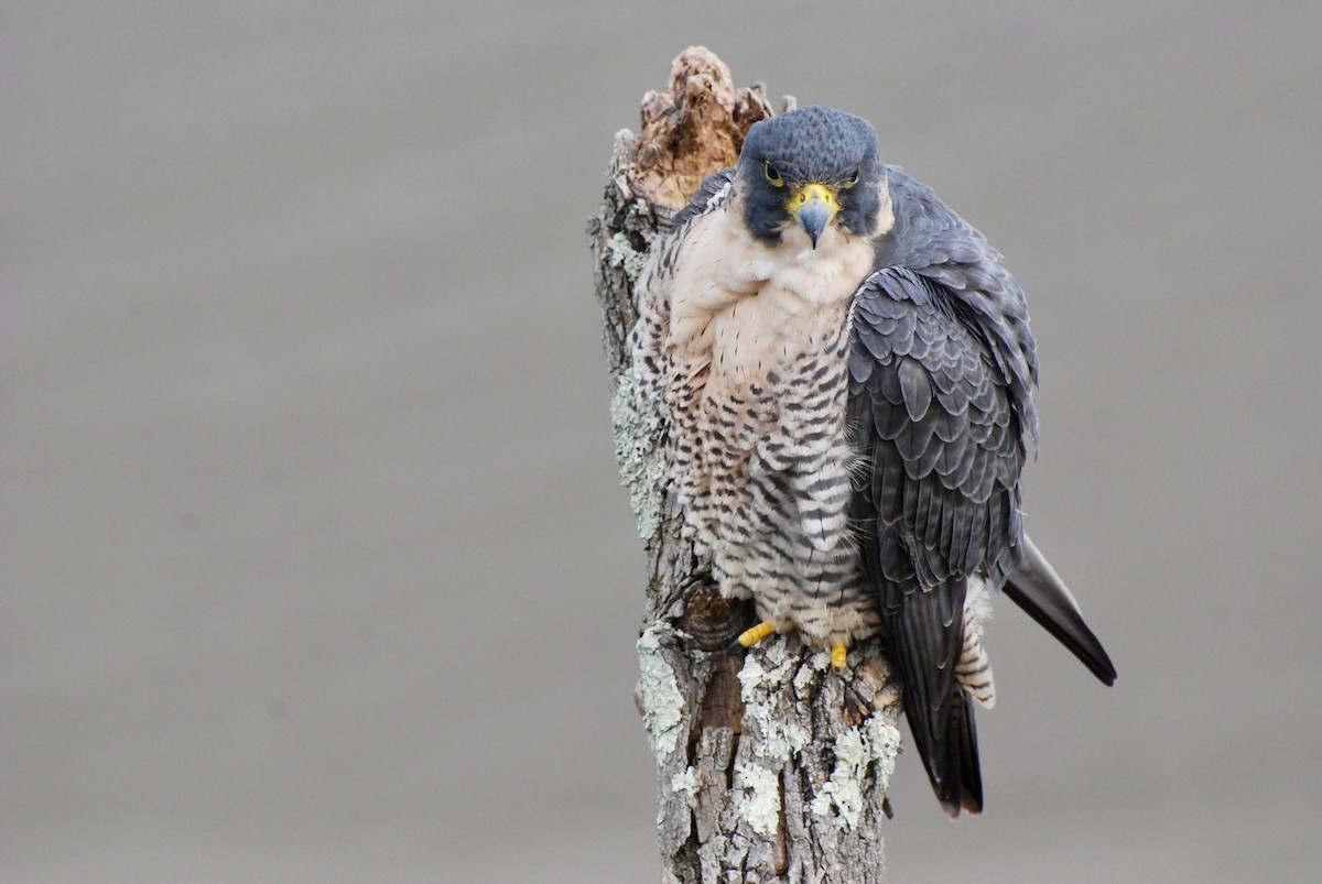 sokol stěhovavý - ML644783445