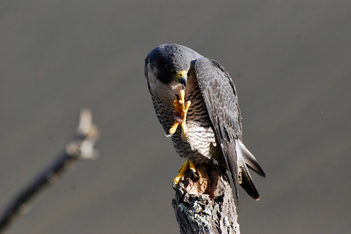 sokol stěhovavý - ML644783446