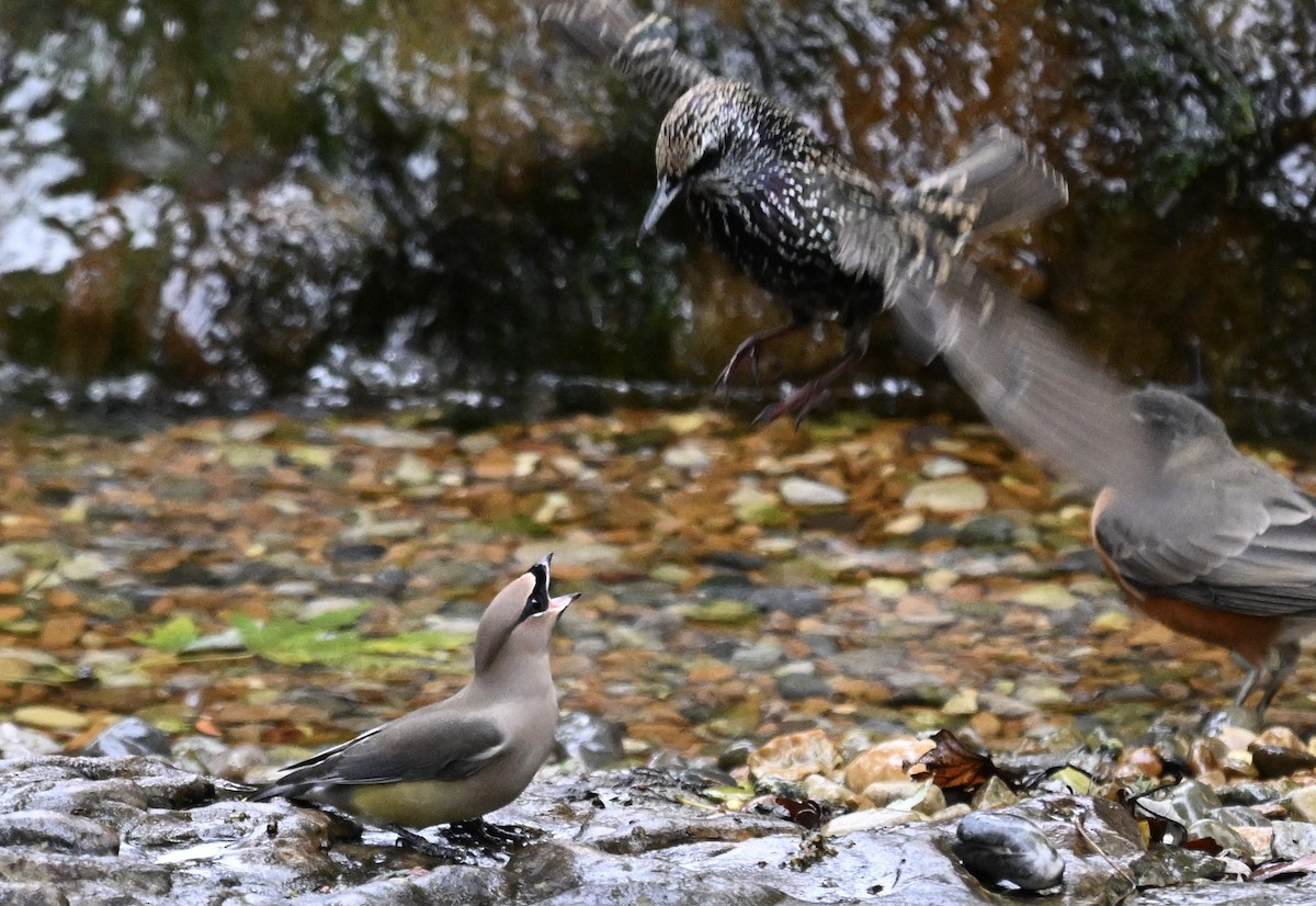 Cedar Waxwing - ML644783447