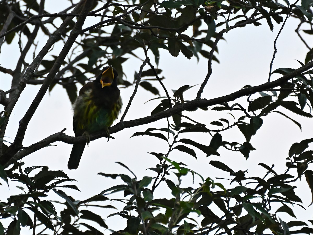 Great Barbet - ML644783450