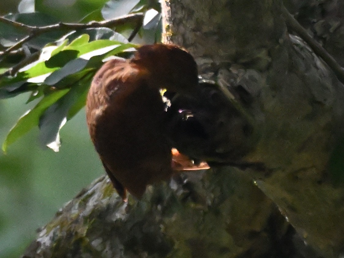 Рыжий дятел - ML644783455