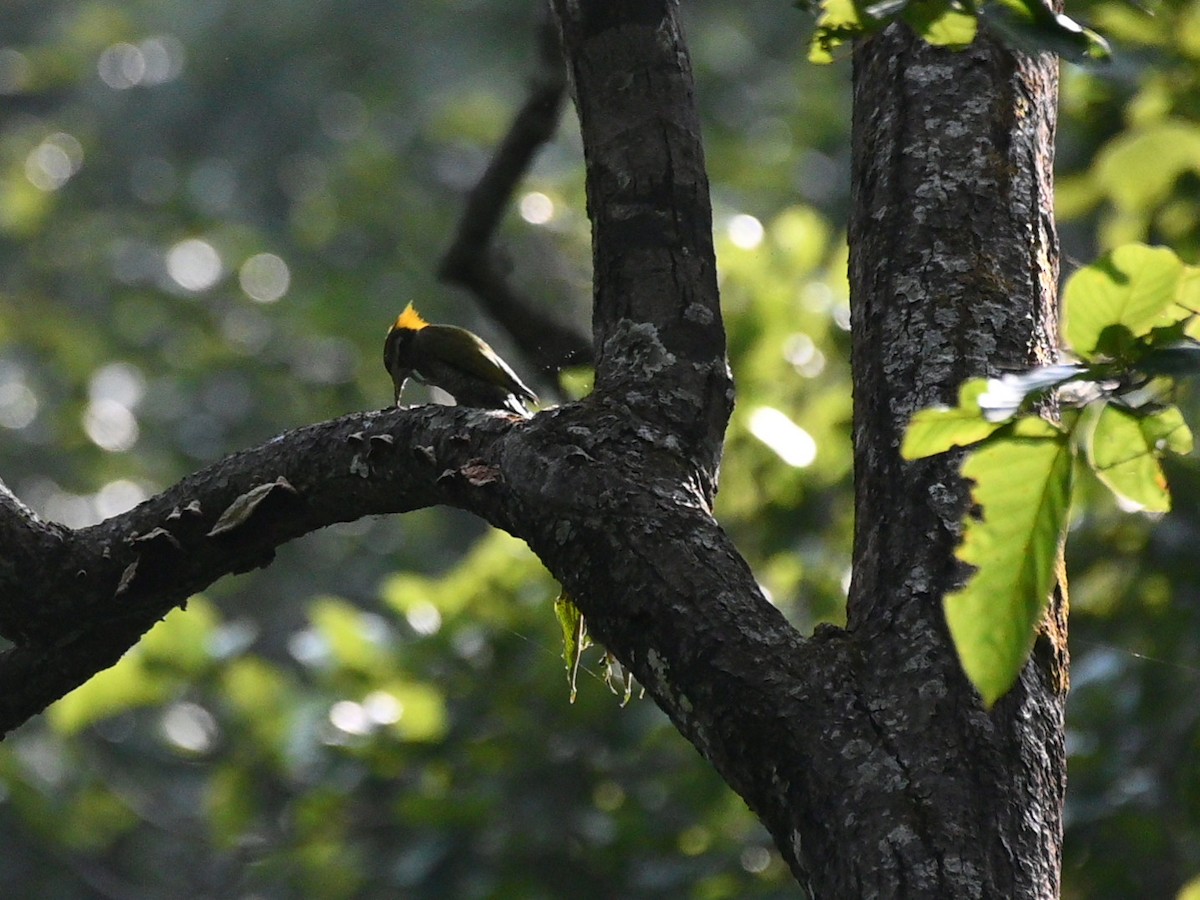 Большой желтохохлый дятел - ML644783481