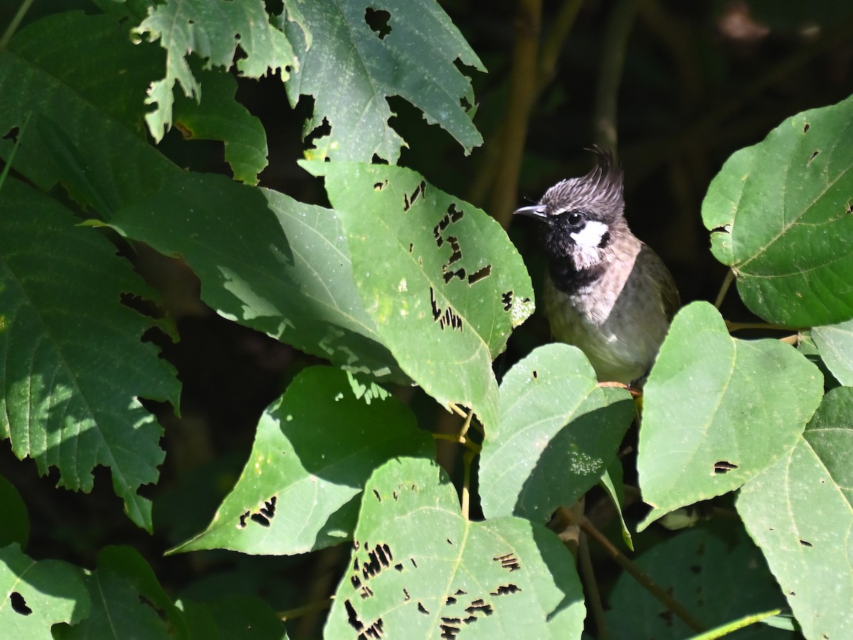 Белощекий бюль-бюль - ML644783486