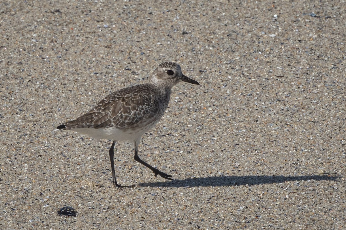 Black-bellied Plover - ML644783496