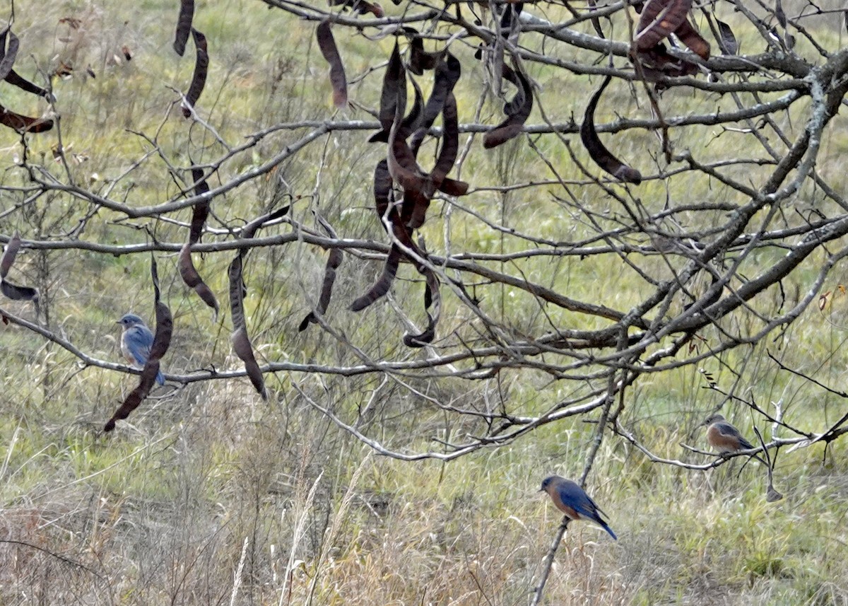 Eastern Bluebird - ML644783498