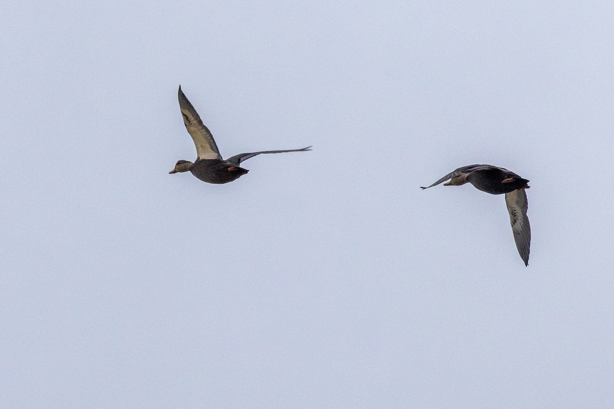 American Black Duck - ML644783500