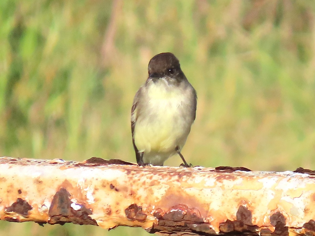 Mosquero Fibí - ML644783507