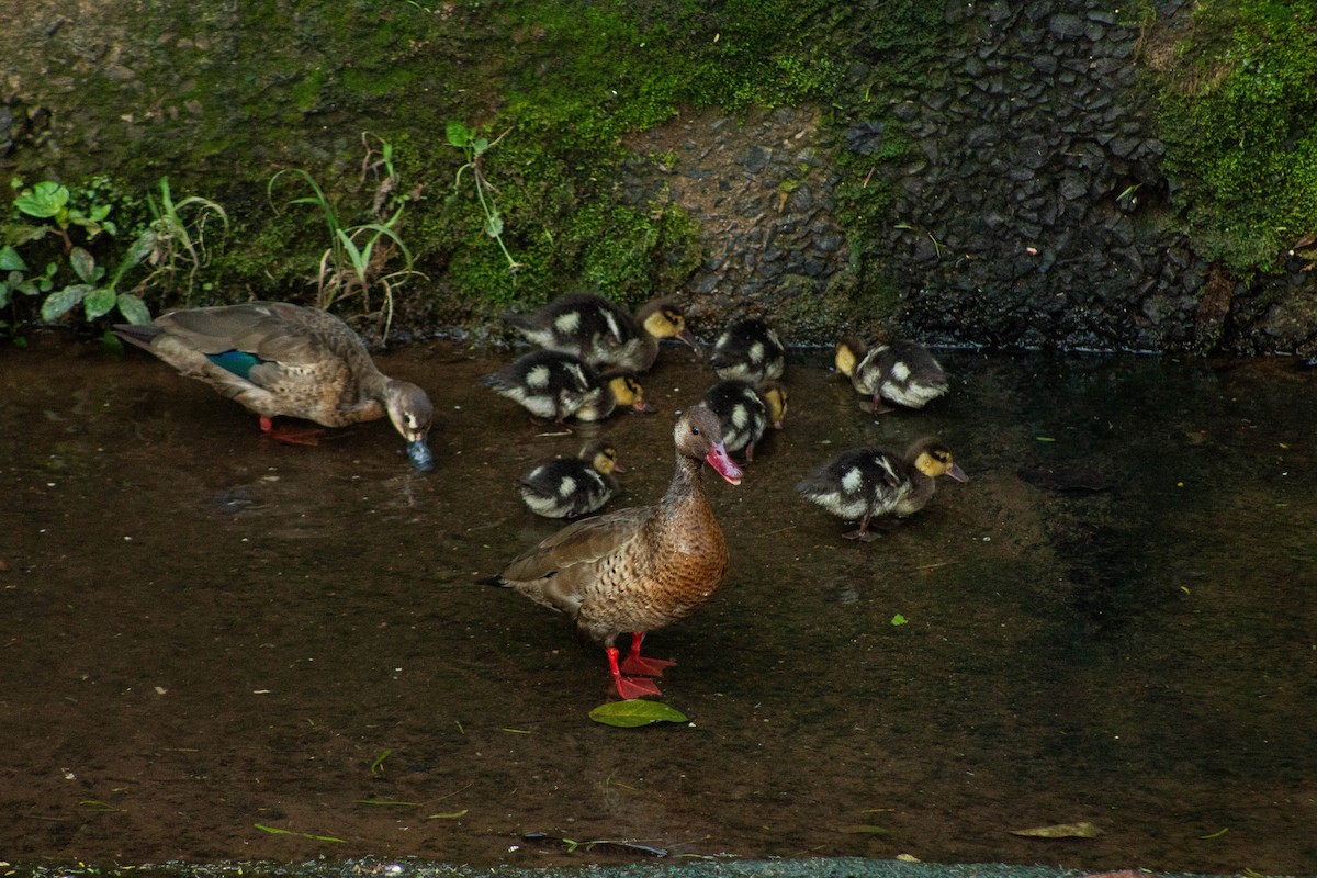 Brazilian Teal - ML644783515