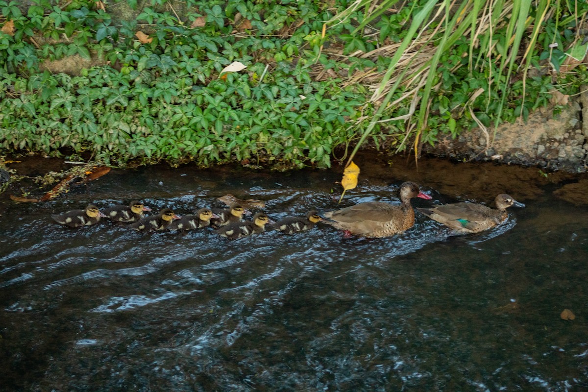 Brazilian Teal - ML644783516