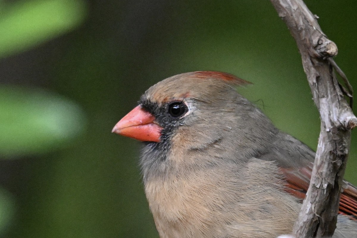 Красный кардинал - ML644783517