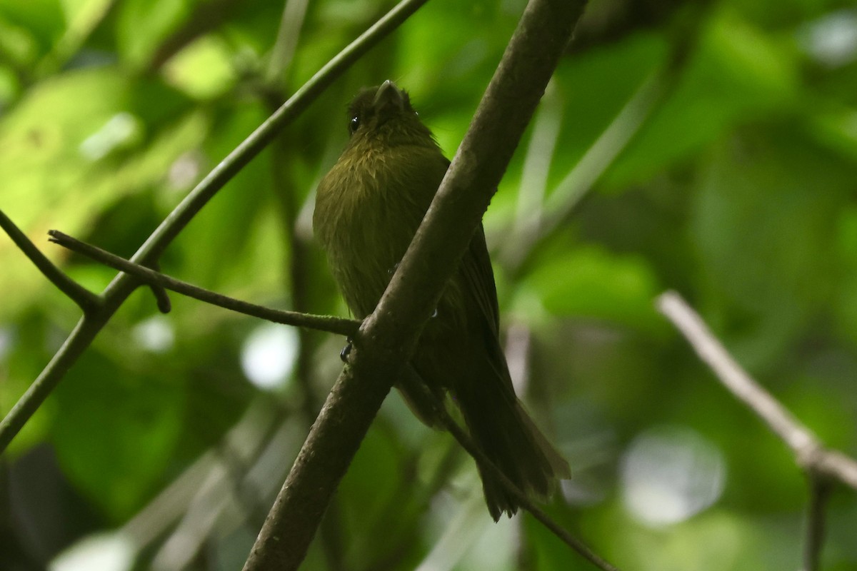 Tyrannenbreitrachen - ML644783518