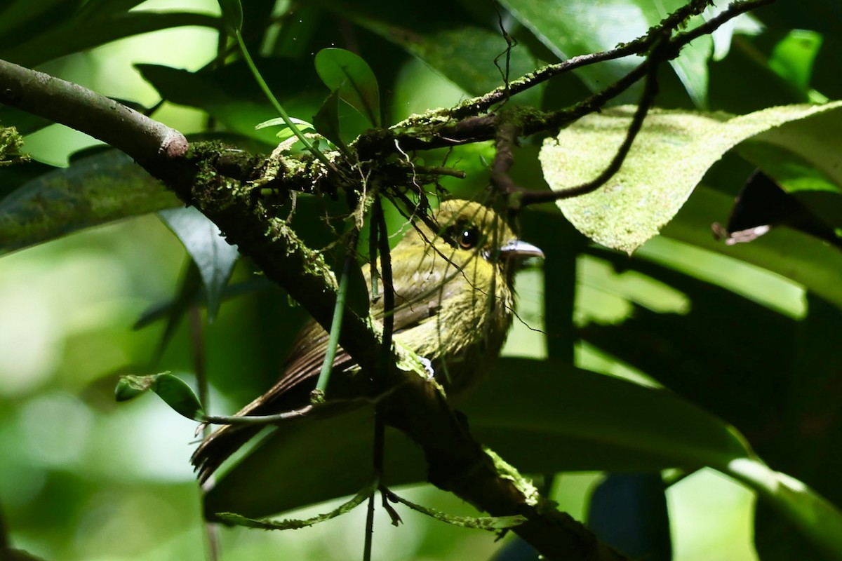 Tyrannenbreitrachen - ML644783519