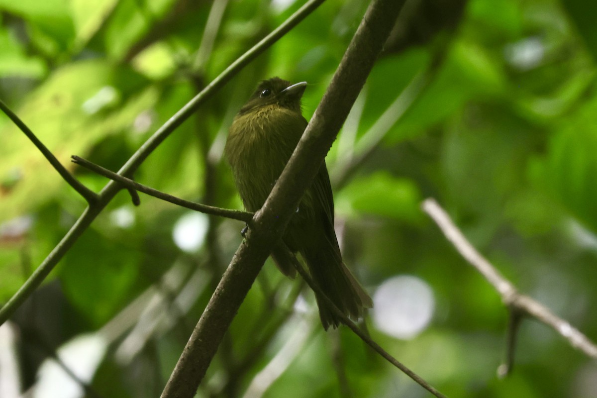 Tyrannenbreitrachen - ML644783520