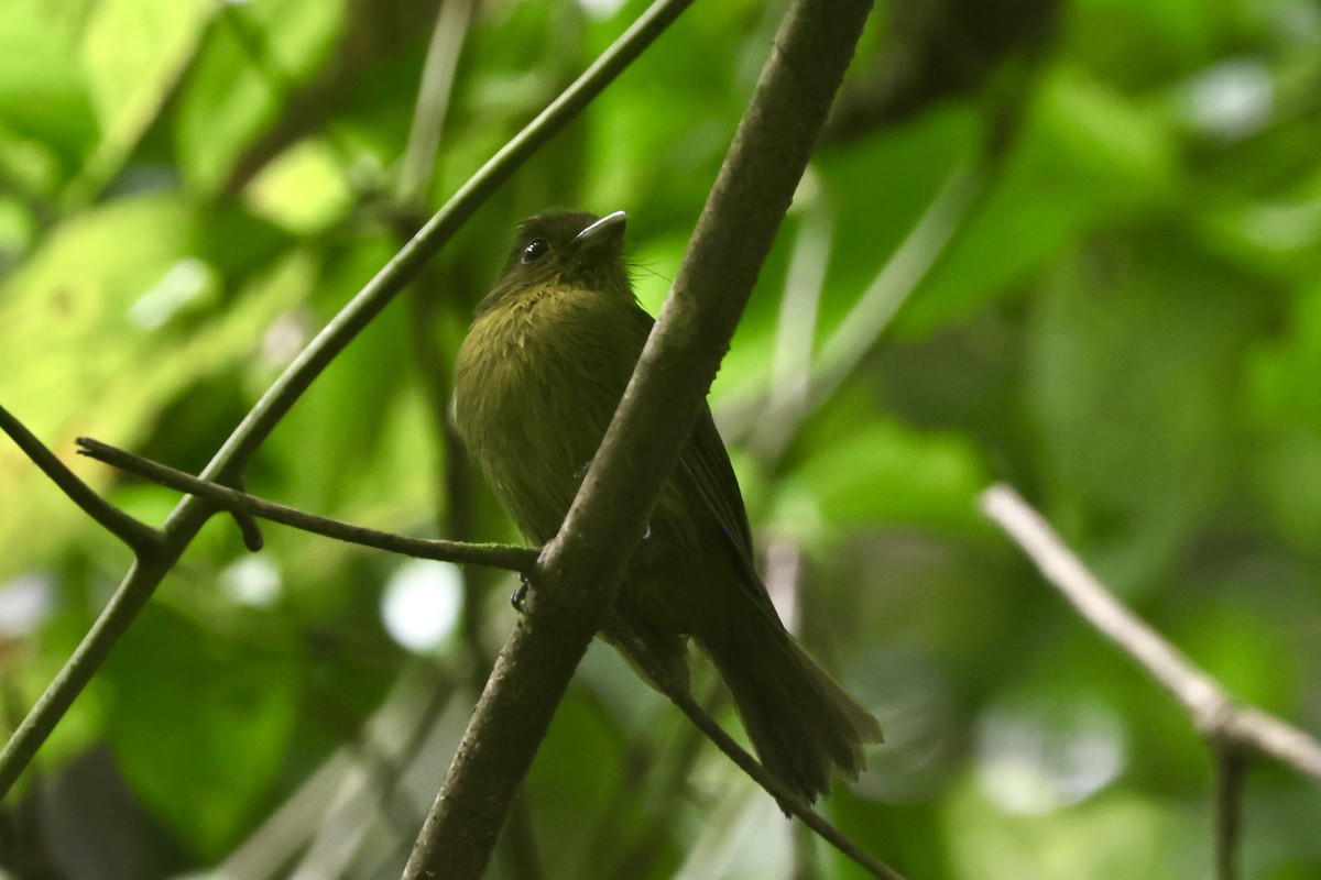 Tyrannenbreitrachen - ML644783521