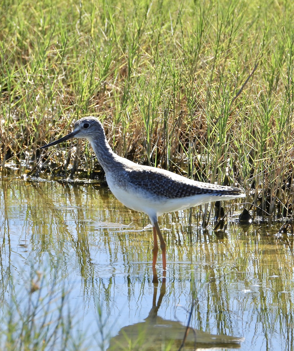 Kuliska hankahori handia - ML644783524