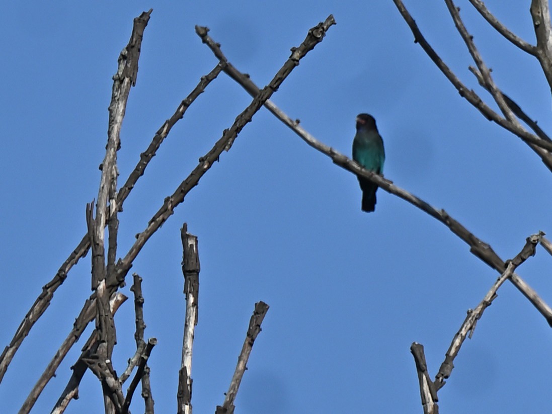 Восточный широкорот - ML644783525