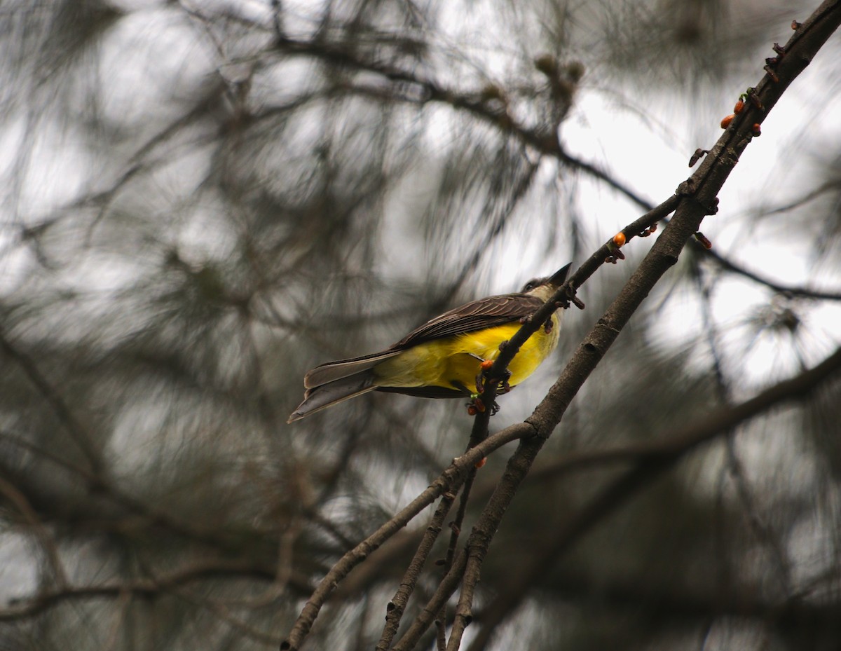 Красношапочный бентеви - ML644783526